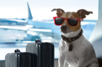 pet transport